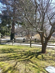 mid winter front yard